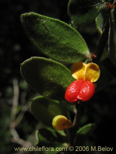 Bild von Maytenus chubutensis (Maiten de Chubut). Klicken Sie, um den Ausschnitt zu vergrössern.