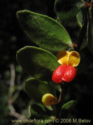 Image of Maytenus chubutensis (Maiten de Chubut). Click to enlarge parts of image.