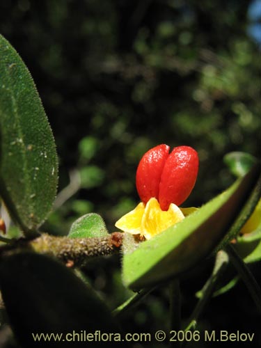 Bild von Maytenus chubutensis (Maiten de Chubut). Klicken Sie, um den Ausschnitt zu vergrössern.