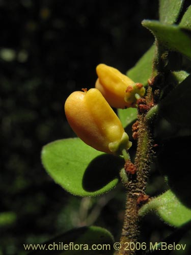 Bild von Maytenus chubutensis (Maiten de Chubut). Klicken Sie, um den Ausschnitt zu vergrössern.