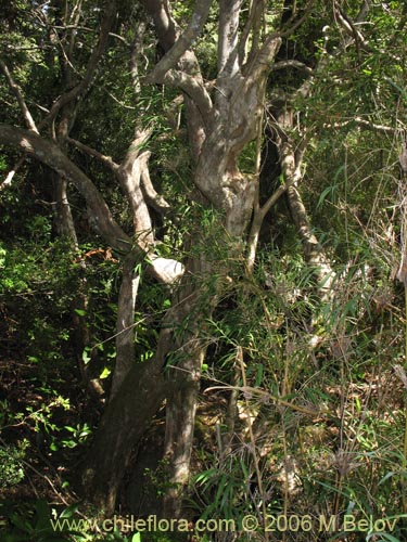 Image of Luma chequen (Chequen / Arrayan blanco). Click to enlarge parts of image.