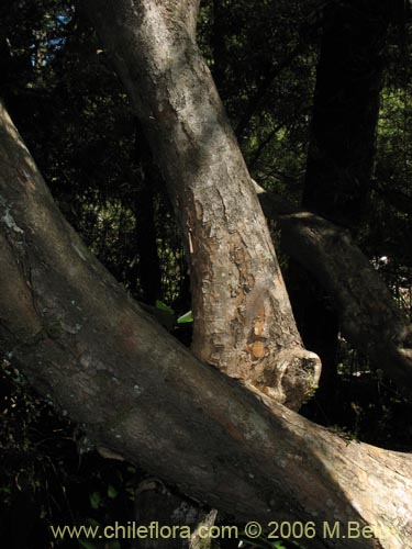 Image of Luma chequen (Chequen / Arrayan blanco). Click to enlarge parts of image.