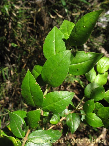 Image of Luma chequen (Chequen / Arrayan blanco). Click to enlarge parts of image.