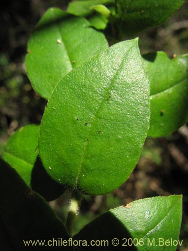 Image of Luma chequen (Chequen / Arrayan blanco). Click to enlarge parts of image.