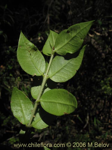 Image of Luma chequen (Chequen / Arrayan blanco). Click to enlarge parts of image.