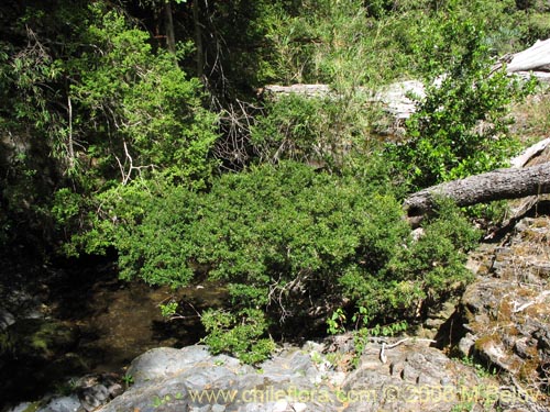 Imágen de Myrceugenia chrysocarpa (Luma blanca / pitrilla). Haga un clic para aumentar parte de imágen.