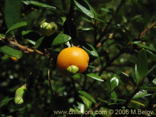 Bild von Myrceugenia chrysocarpa (Luma blanca / pitrilla). Klicken Sie, um den Ausschnitt zu vergrössern.