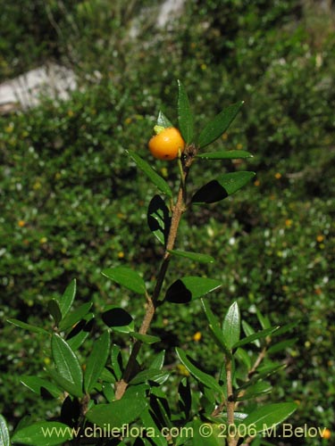 Bild von Myrceugenia chrysocarpa (Luma blanca / pitrilla). Klicken Sie, um den Ausschnitt zu vergrössern.