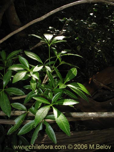 Bild von Pseudopanax laetevirens (Traumén, sauco del diablo). Klicken Sie, um den Ausschnitt zu vergrössern.