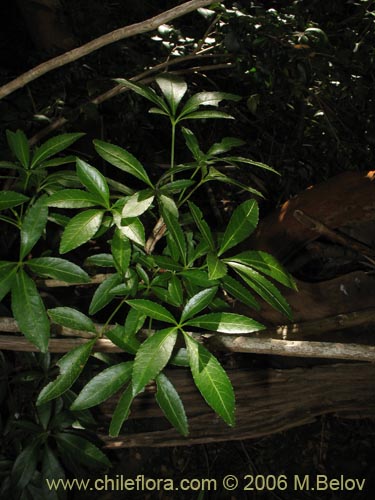 Bild von Pseudopanax laetevirens (Traumén, sauco del diablo). Klicken Sie, um den Ausschnitt zu vergrössern.