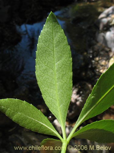 Image of Pseudopanax laetevirens (Traumén, sauco del diablo). Click to enlarge parts of image.