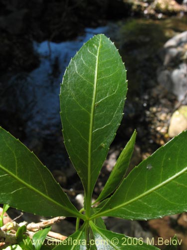 Imágen de Pseudopanax laetevirens (Traumén, sauco del diablo). Haga un clic para aumentar parte de imágen.