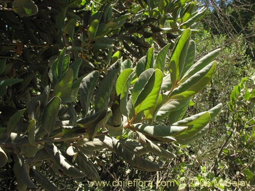 Imágen de Persea lingue (Lingue / Litchi). Haga un clic para aumentar parte de imágen.