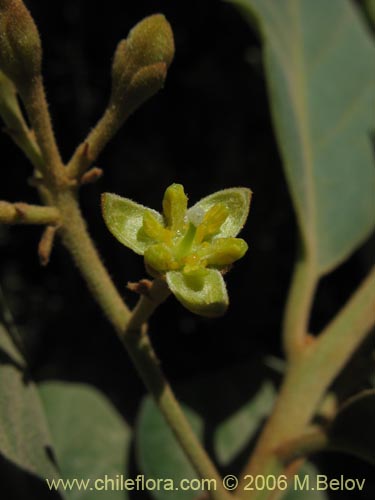 Фотография Persea lingue (Lingue / Litchi). Щелкните, чтобы увеличить вырез.