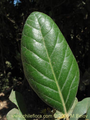 Imágen de Persea lingue (Lingue / Litchi). Haga un clic para aumentar parte de imágen.