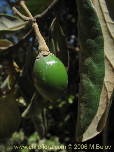 Фотография Persea lingue (Lingue / Litchi). Щелкните, чтобы увеличить вырез.