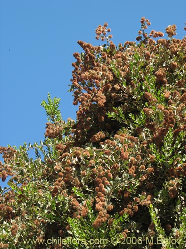 Фотография Proustia pyrifolia (Tola blanca). Щелкните, чтобы увеличить вырез.