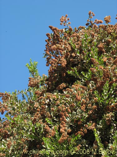 Image of Proustia pyrifolia (Tola blanca). Click to enlarge parts of image.