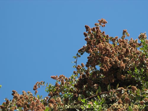 Bild von Proustia pyrifolia (Tola blanca). Klicken Sie, um den Ausschnitt zu vergrössern.
