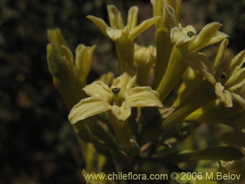 Imágen de Cestrum parqui (Palqui / Parqui / Hediondilla). Haga un clic para aumentar parte de imágen.