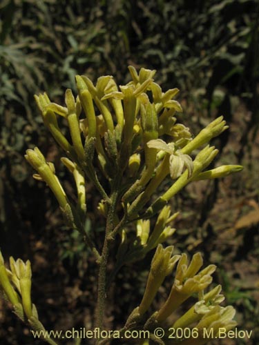 Imágen de Cestrum parqui (Palqui / Parqui / Hediondilla). Haga un clic para aumentar parte de imágen.