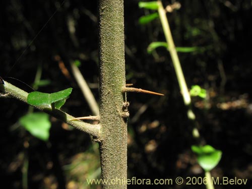 Image of Dasyphyllum diacanthoides (Trevo / Palo santo / Palo blanco / Tayu). Click to enlarge parts of image.