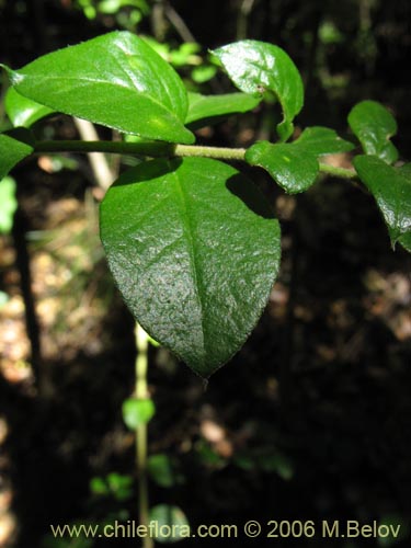 Imágen de Dasyphyllum diacanthoides (Trevo / Palo santo / Palo blanco / Tayu). Haga un clic para aumentar parte de imágen.