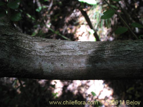 Imágen de Dasyphyllum diacanthoides (Trevo / Palo santo / Palo blanco / Tayu). Haga un clic para aumentar parte de imágen.