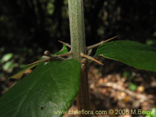 Imágen de Dasyphyllum diacanthoides (Trevo / Palo santo / Palo blanco / Tayu). Haga un clic para aumentar parte de imágen.