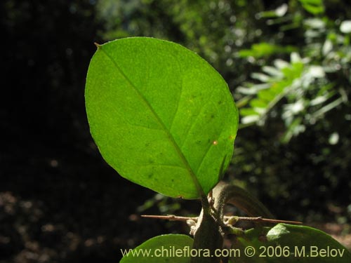 Bild von Dasyphyllum diacanthoides (Trevo / Palo santo / Palo blanco / Tayu). Klicken Sie, um den Ausschnitt zu vergrössern.