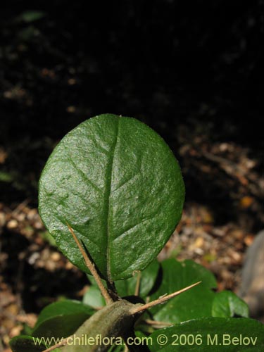 Imágen de Dasyphyllum diacanthoides (Trevo / Palo santo / Palo blanco / Tayu). Haga un clic para aumentar parte de imágen.