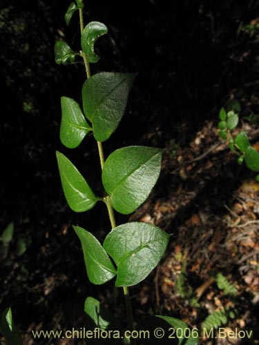 Imágen de Dasyphyllum diacanthoides (Trevo / Palo santo / Palo blanco / Tayu). Haga un clic para aumentar parte de imágen.