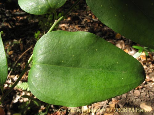 Фотография Lapageria rosea (Copihue). Щелкните, чтобы увеличить вырез.