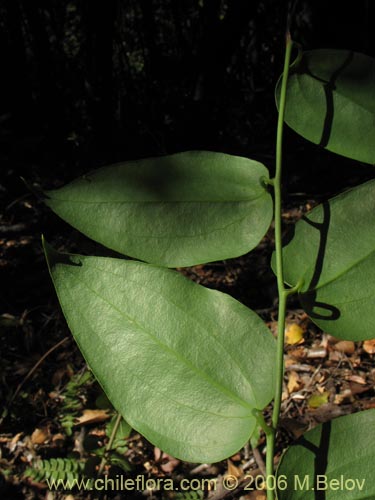 Фотография Lapageria rosea (Copihue). Щелкните, чтобы увеличить вырез.