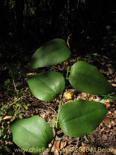 Bild von Lapageria rosea (Copihue). Klicken Sie, um den Ausschnitt zu vergrössern.