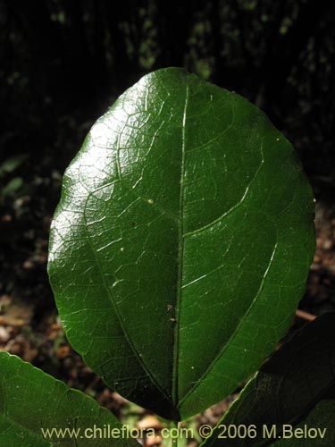 Image of Lardizabala biternata (Cóguil / Voqui blanco / Voqui / Coguilera). Click to enlarge parts of image.