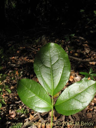 Image of Lardizabala biternata (Cóguil / Voqui blanco / Voqui / Coguilera). Click to enlarge parts of image.