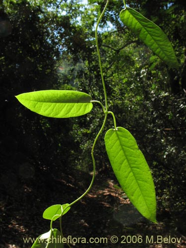 Image of Diplolepsis menziesii (Voqui amarillo / Voquicillo). Click to enlarge parts of image.