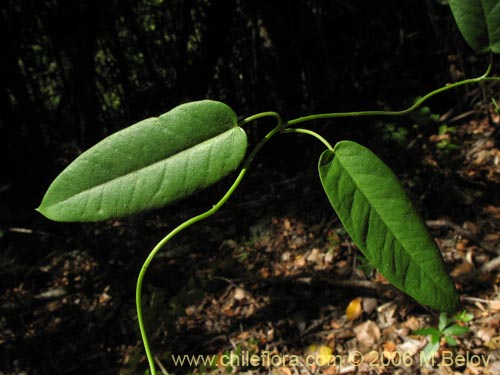 Фотография Diplolepsis menziesii (Voqui amarillo / Voquicillo). Щелкните, чтобы увеличить вырез.