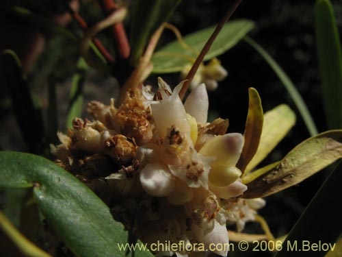 Cuscuta sp. #1060의 사진