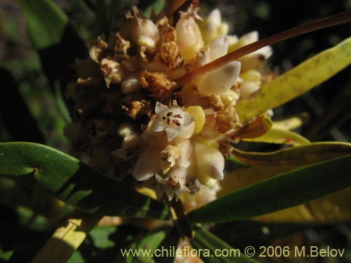 Imágen de Cuscuta sp. #1060 (). Haga un clic para aumentar parte de imágen.