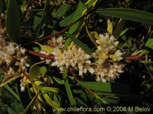 Cuscuta sp. #1060의 사진