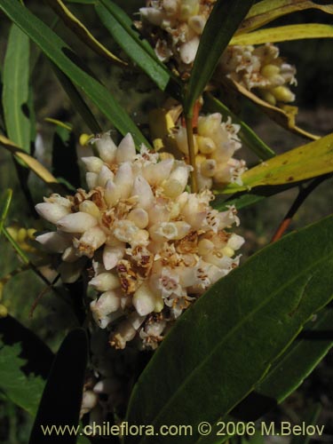 Bild von Cuscuta sp. #1060 (). Klicken Sie, um den Ausschnitt zu vergrössern.