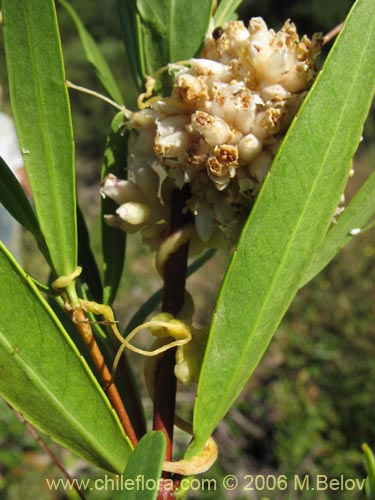 Cuscuta sp. #1060的照片