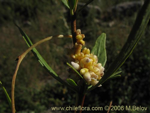 Image of Cuscuta sp. #1060 (). Click to enlarge parts of image.