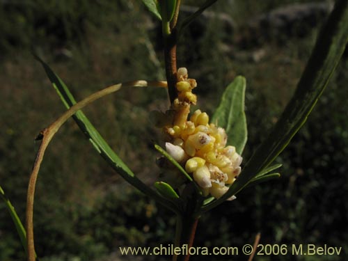 Bild von Cuscuta sp. #1060 (). Klicken Sie, um den Ausschnitt zu vergrössern.