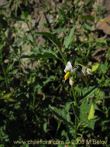 Bild von Solanum nigrum (Hierba negra / Tomatillo). Klicken Sie, um den Ausschnitt zu vergrössern.