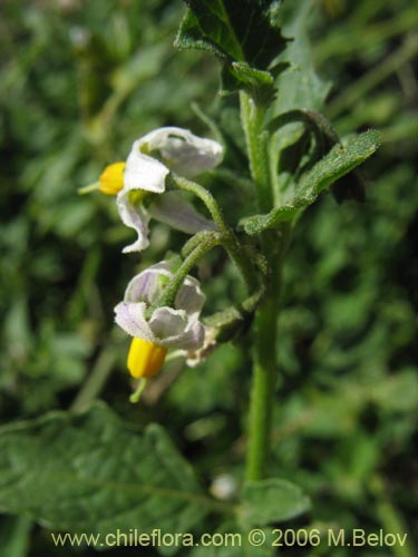 Image of Solanum nigrum (Hierba negra / Tomatillo). Click to enlarge parts of image.