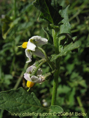 Imágen de Solanum nigrum (Hierba negra / Tomatillo). Haga un clic para aumentar parte de imágen.