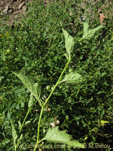 Image of Solanum nigrum (Hierba negra / Tomatillo). Click to enlarge parts of image.